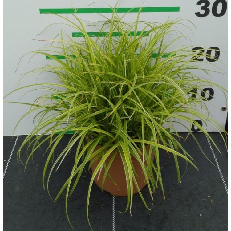 Carex morrowii